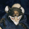 Benutzeravatar